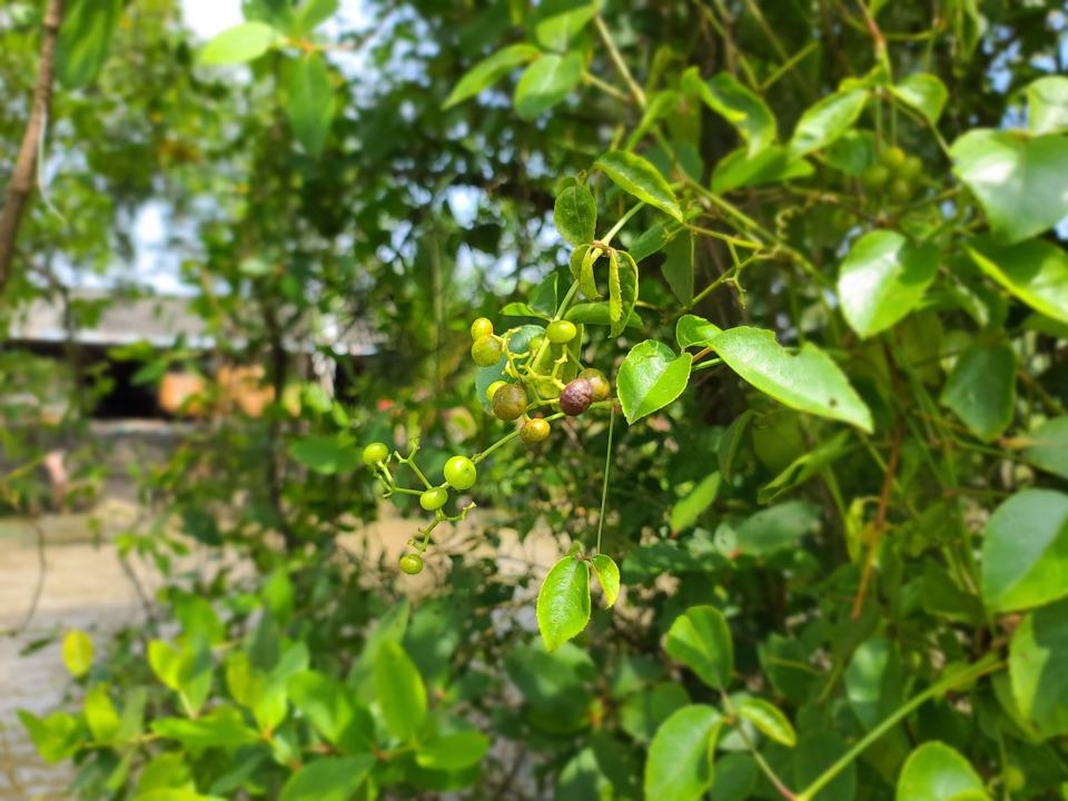 Trái giác - Quả dại trứ danh của ẩm thực Cà Mau