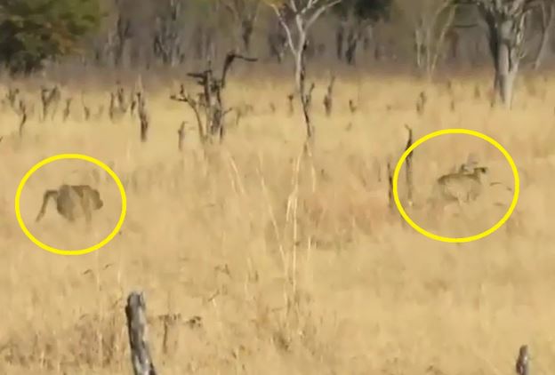 Clip: Khỉ đầu chó đuổi báo săn chạy “bán sống bán chết”