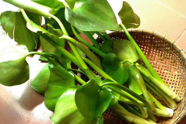 Loài cây "cho không ai lấy" ở Việt Nam được bán với giá "chát" ở nước ngoài, có nhiều lợi ích với sức khỏe