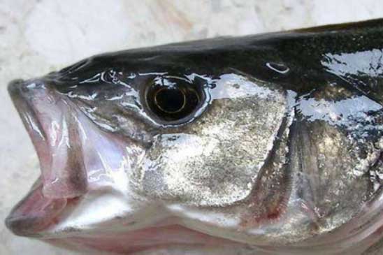 &#x102;n c&#xE1; r&#x1EA5;t t&#x1ED1;t, nh&#x1B0;ng c&#xF3; 3 lo&#x1EA1;i c&#xE1;, 4 b&#x1ED9; ph&#x1EAD;n ch&#x1EE9;a &#x111;&#x1EA7;y ch&#x1EA5;t &#x111;&#x1ED9;c, &#x103;n v&#xE0;o h&#x1EA1;i n&#xE3;o suy gan th&#x1EAD;n