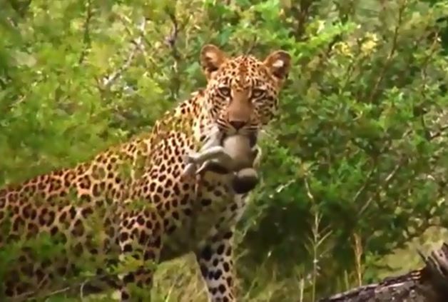 Clip: Khỉ con chết thảm trước nanh vuốt của báo hoa mai