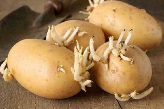 Sai lầm khi ăn khoai tây biến chúng thành thạch tín, nhất là điều thứ 2