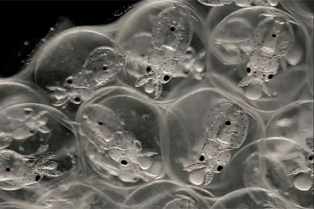 Một loài khác đang phát triển bộ não giống con người