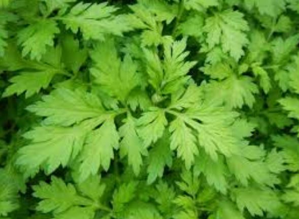 10 loại lá cây làm tan mỡ thừa cứng đầu