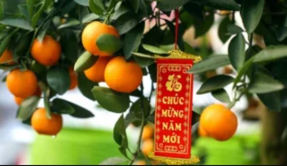 Chuyên gia tiết lộ lý do không được vặt quả quất cảnh chơi Tết để ăn