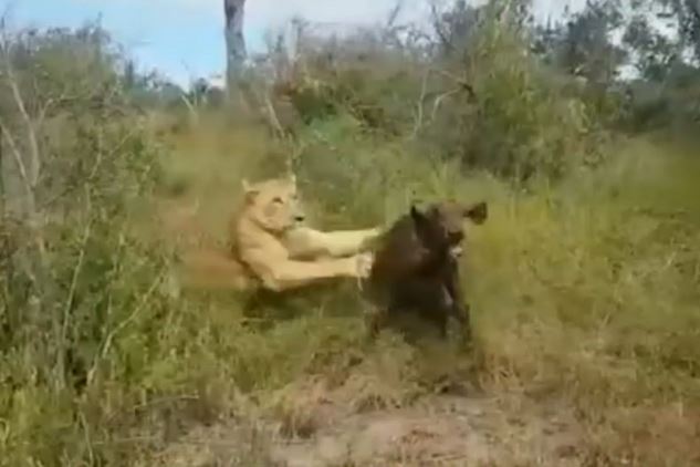 Clip: Bị bỏ rơi, trâu rừng con chết thảm trước nanh vuốt sư tử