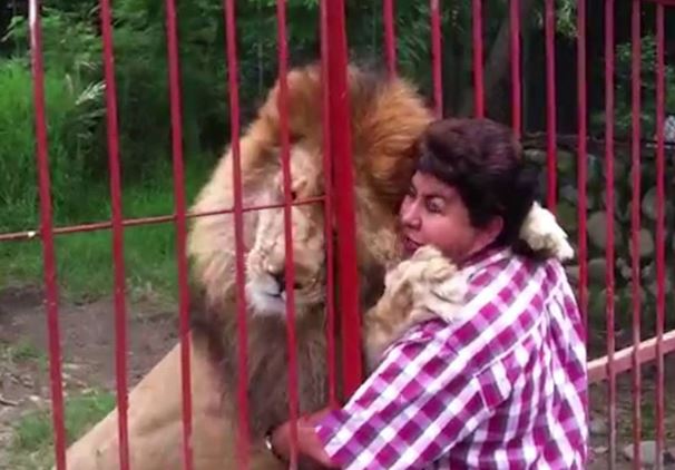 Clip: “Lạnh gáy” trước cảnh ôm hôn sư tử khổng lồ như bạn thân
