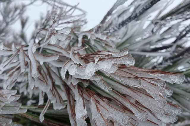 Yên Bái: Băng giá xuất hiện tại vùng cao Trạm Tấu