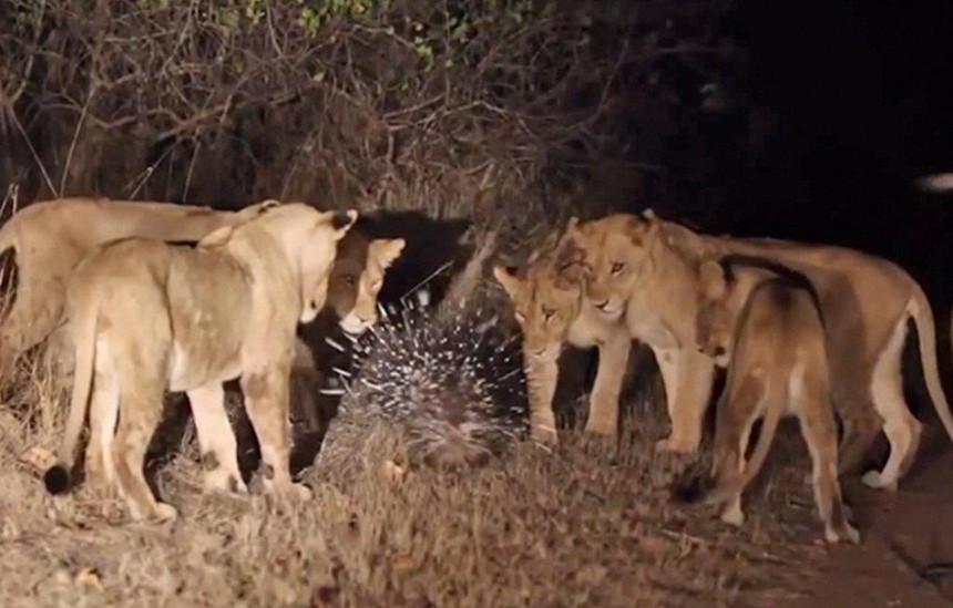 Clip: Đàn sư tử 17 con "chào thua" chú nhím nhỏ