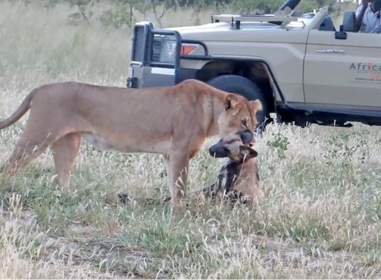 Clip: "Giả chết như thật" con chó hoang nhanh trí thoát chết nanh vuốt của sư tử