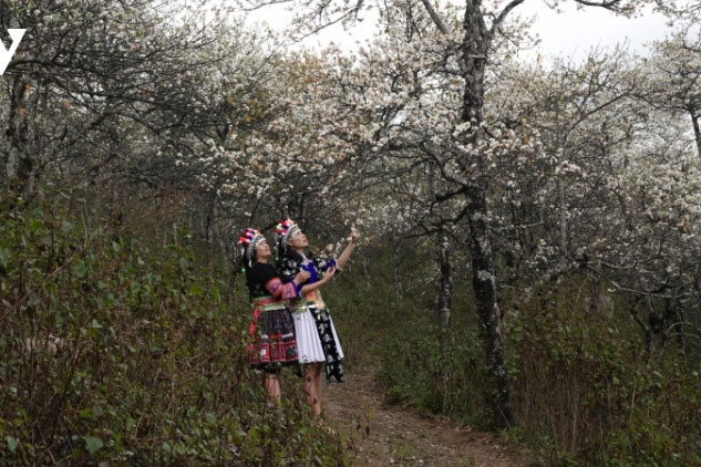 Bản Mông Mù Cang Chải đẹp như tranh trong mùa sơn tra nở hoa