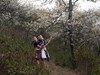 Bản Mông Mù Cang Chải đẹp như tranh trong mùa sơn tra nở hoa