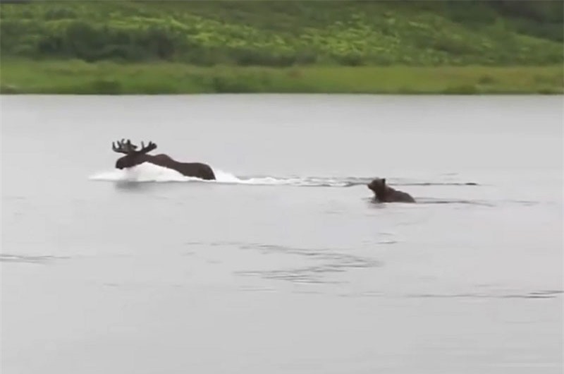 Gấu nâu săn nai sừng tấm giữa sông ở Alaska