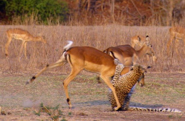 Clip: Bị báo cắn cổ, linh dương vẫn thoát chết thần kỳ