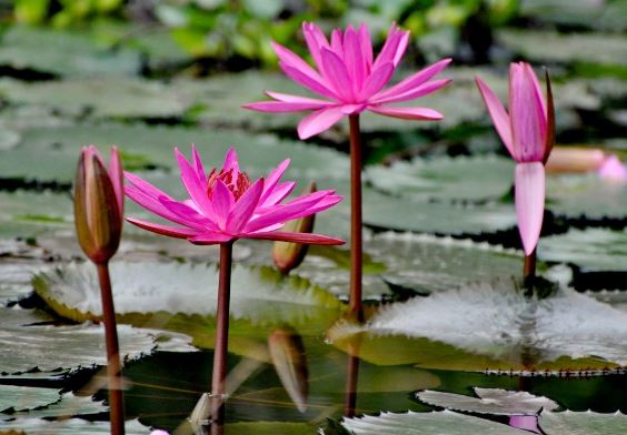 Củ súng vị thuốc hỗ trợ sinh lực cho nam giới