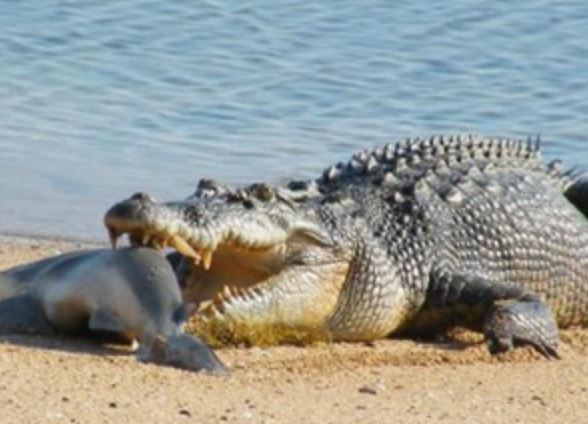 Clip: Cá sấu bò lên bờ cướp cá mập của ngư dân
