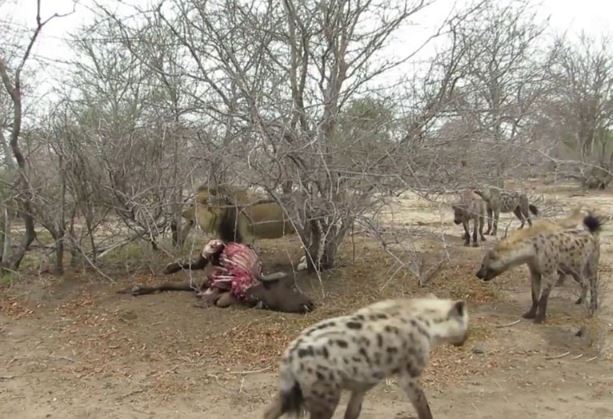 Clip: Linh cẩu “trắng trợn” cướp mồi của sư tử đực