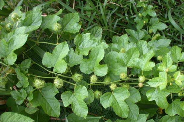 Bị mất ngủ lâu ngày cứ lấy nắm lá này vò nát rồi làm theo hướng dẫn đảm bảo vô cùng hiệu quả