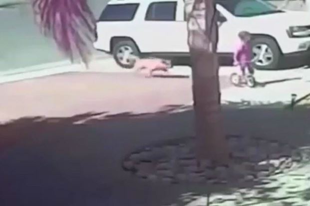 Clip: Chó hoang tấn công đứa bé và cái kết bất ngờ