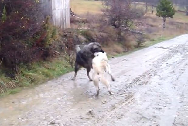 Clip: Màn hỗn chiến không khoan nhượng giữa 2 chú chó