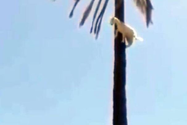 Clip: Dê bị “thần khỉ nhập”, trèo lên cây cọ cao chót vót