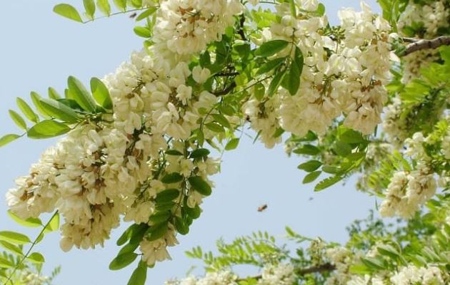 5 loại dược liệu giúp giảm mỡ máu, thanh lọc gan sau Tết