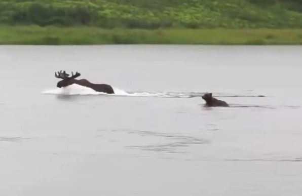 Clip: Gấu nâu lao xuống sông truy sát nai sừng tấm