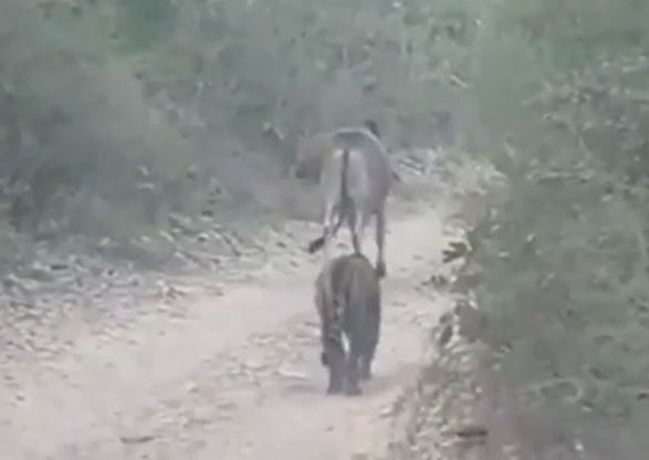 Clip: Hổ thản nhiên giết chết bò ngay trước mặt nhiều người