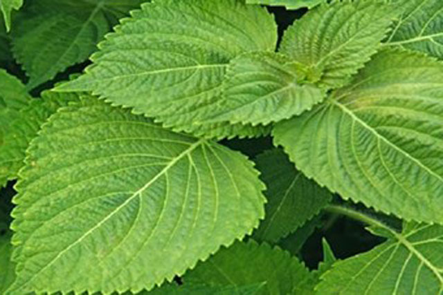 Ăn rau kinh giới có tốt không?