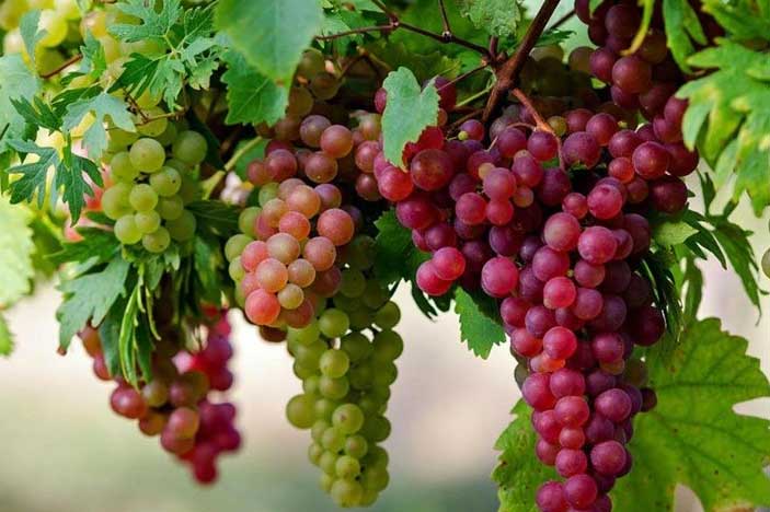 4 loại quả chứa nhiều hóa chất chớ dại dụng vào kẻo tổn thọ, nhất là loại thứ 3