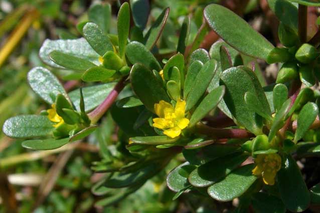 Loại rau dại mọc đầy ở các vùng quê với lợi ích không tưởng, đừng bỏ lỡ