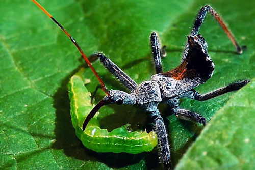 Clip: Cận cảnh bọ sát thủ hạ gục con mồi bằng chất độc chết người