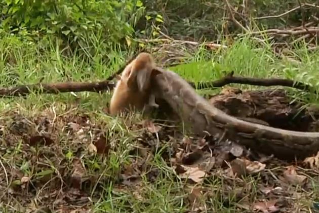 Clip: Trăn trổ tài săn thỏ trong “chớp mắt”