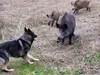 Clip: Màn “quẩn ẩu” kịch liệt giữa chó Becgie và lợn rừng