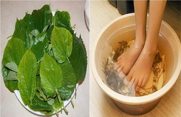 L&aacute; lốt l&agrave; vị thuốc tốt trị đau lưng, sưng khớp gối, b&agrave;n ch&acirc;n t&ecirc; buốt.