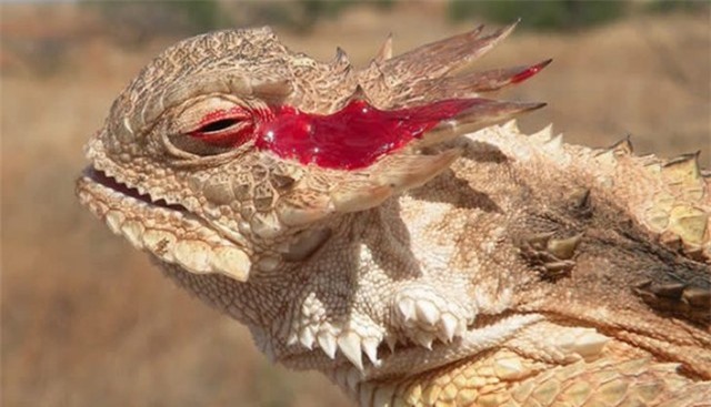 Loài động vật có vũ khí phòng vệ bá đạo: “Phun máu từ mắt“ ảnh 1