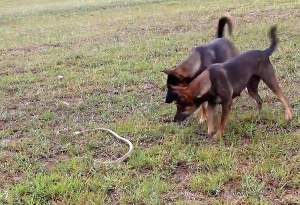 Clip: Màn đối đầu kịch tính giữa 2 chú chó và con rắn