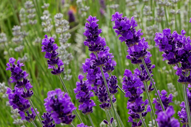 7 loại cây trồng trong phòng ngủ tốt cho sức khỏe