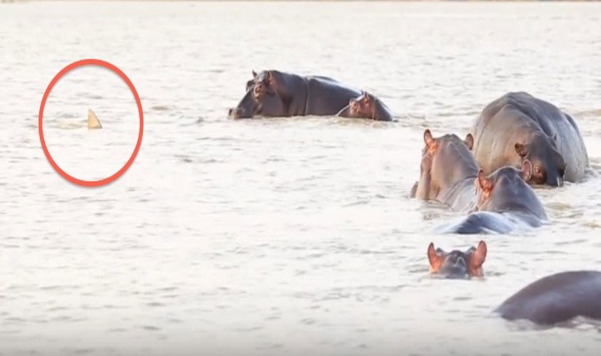 Bực mình vì bị làm phiền, hà mã tấn công cá mập