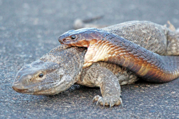 Kỳ đà khổng lồ vật lộn sinh tồn khi bị rắn hổ mang truy sát