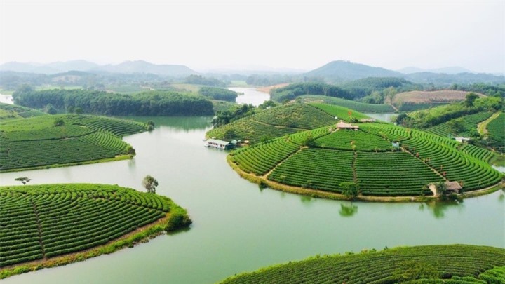 Đến Nghệ An, đừng quên check-in với đảo chè độc đáo nổi giữa bốn bề sông nước - 1