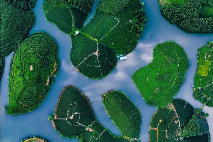 Đến Nghệ An, đừng quên check-in với đảo chè độc đáo nổi giữa bốn bề sông nước