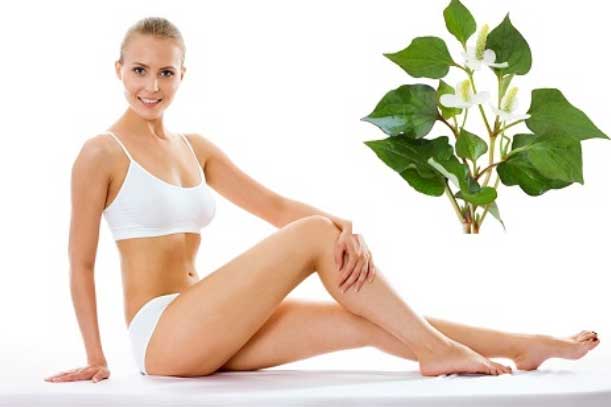 Giảm cân bằng rau diếp cá hiệu quả hơn đi hút mỡ cân nặng giảm ầm ầm mà không cần thể dục