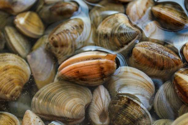 Học người Tàu chỉ cần làm 1 bước này thôi là bao nhiêu đất cát trong nghêu sò ốc hến nhả ra hết sạch