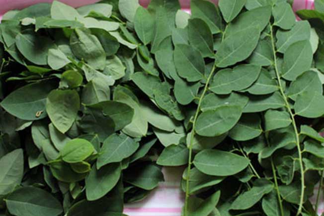 Thấy rau ngót có màu này 99% đã bị phun thuốc kích thích chị em nội trợ hãy tránh xa ngay