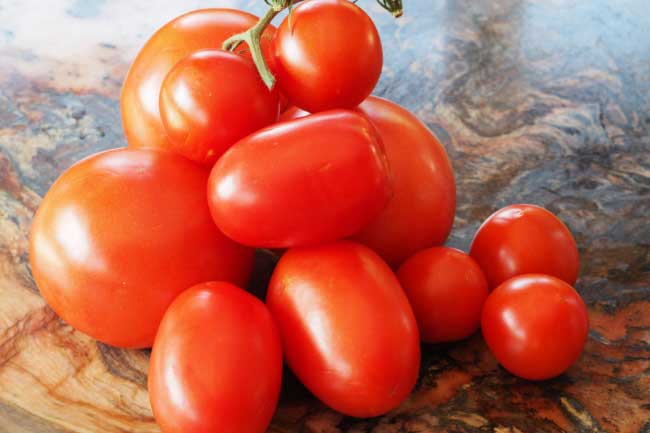 Nhìn cà chua thế này biết ngay vừa ngon ngọt, không lo bị phun thuốc độc hại, tha hồ ăn nhiều mà không sợ