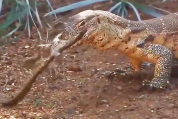 Clip: Vừa chào đời, cá sấu con đã bị kỳ đà xơi tái