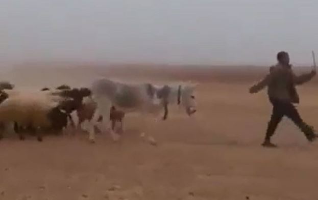 Clip: “Chết cười” với màn dẫn gia súc đi diễu hành