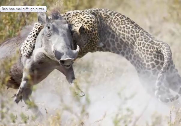 Clip: Pha giết lợn bướu siêu tốc của báo hoa mai