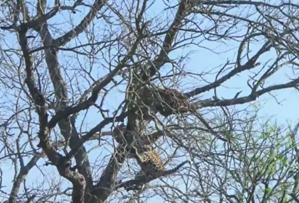 Clip: Pha cướp mồi “siêu” ngu ngốc của báo hoa mai